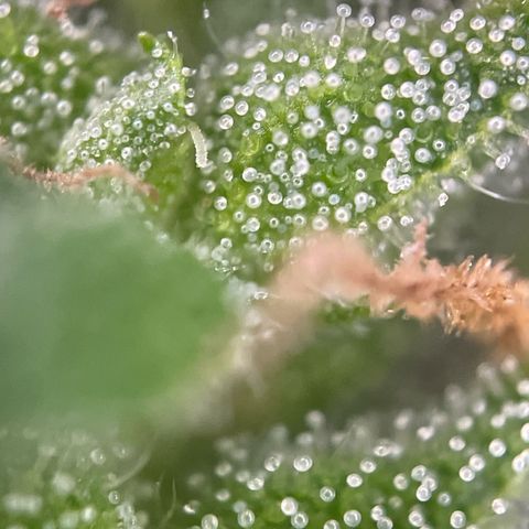 Bauernkraut  growlog timeline photo