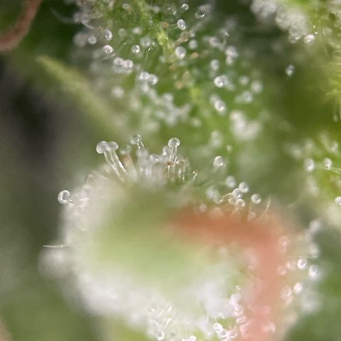 Bauernkraut  growlog timeline photo