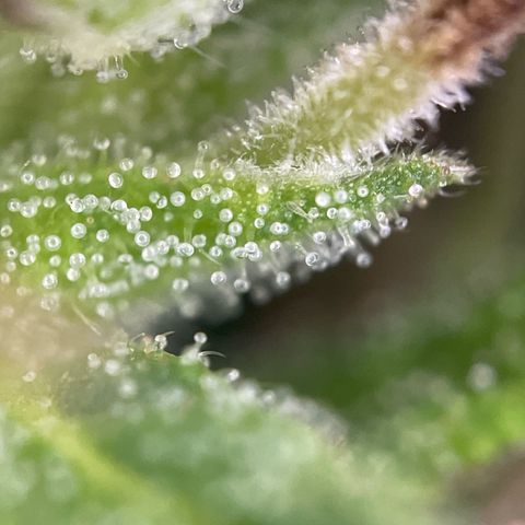 Lemon o grape growlog timeline photo