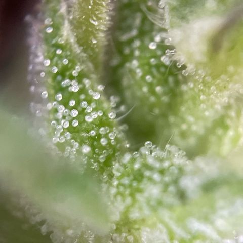 Lemon o grape growlog timeline photo