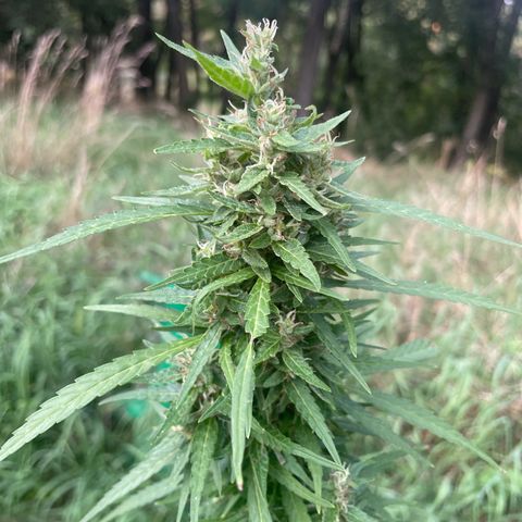 Bauernkraut  growlog timeline photo