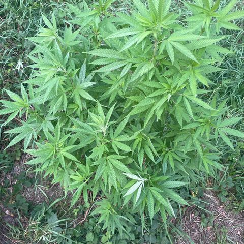 Gorilla #2 growlog timeline photo