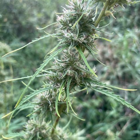 3??? growlog timeline photo