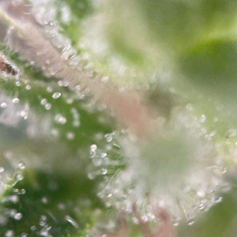 3??? growlog timeline photo