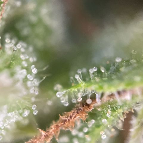Bauernkraut  growlog timeline photo