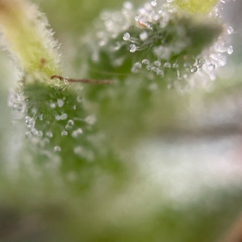 Lemon o grape growlog timeline photo
