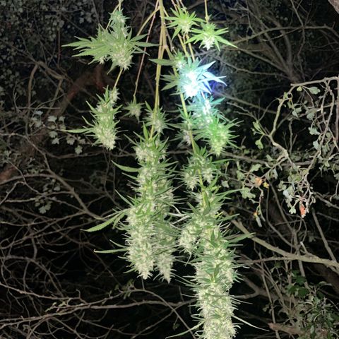 Bauernkraut  growlog timeline photo