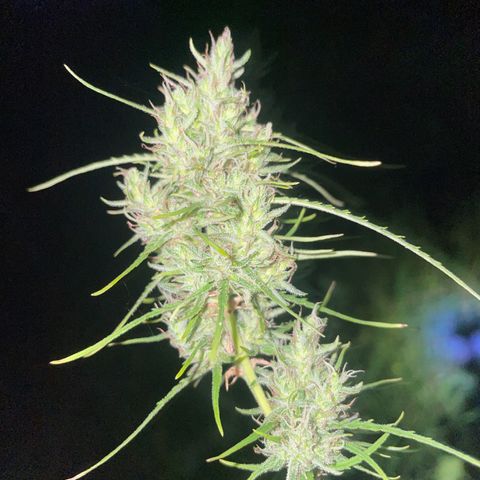 3??? growlog timeline photo