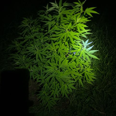 Gorilla #2 growlog timeline photo