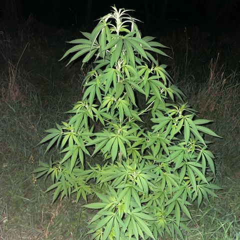 Gorilla Kreuz growlog timeline photo