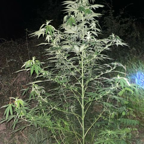 Gorilla #1 growlog timeline photo