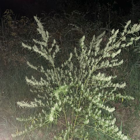 Lemon o grape growlog timeline photo