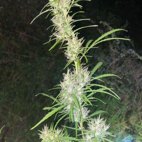 Lemon o grape growlog timeline photo