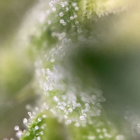Lemon o grape growlog timeline photo
