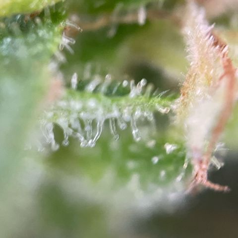 3??? growlog timeline photo