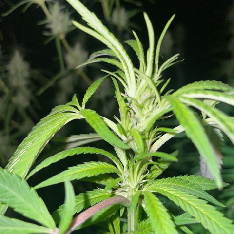 3??? growlog timeline photo