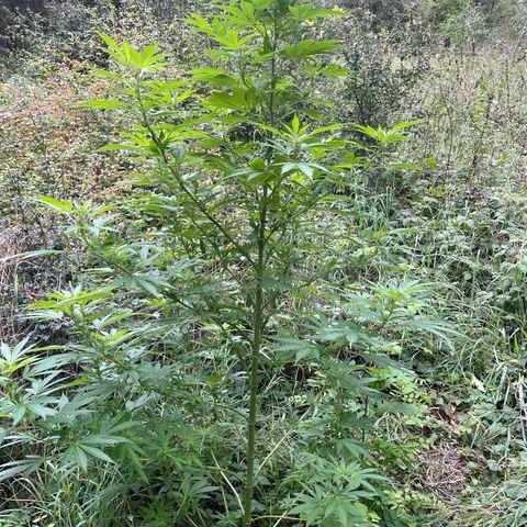 Gorilla #1 growlog timeline photo