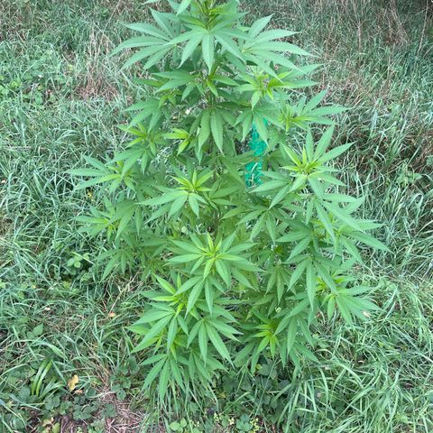 Gorilla Kreuz growlog timeline photo