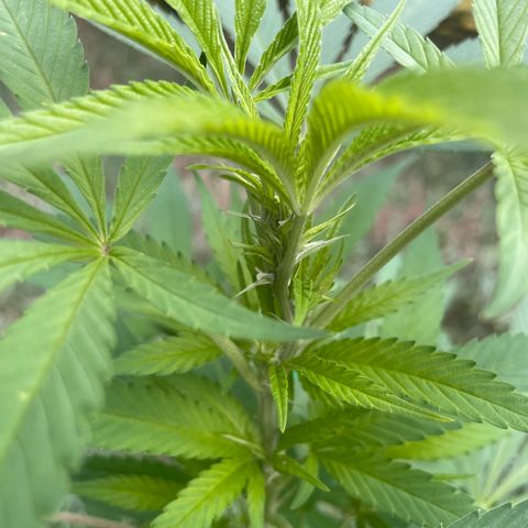 Gorilla Kreuz growlog timeline photo