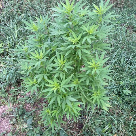 Gorilla #2 growlog timeline photo