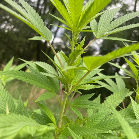 Gorilla #2 growlog timeline photo