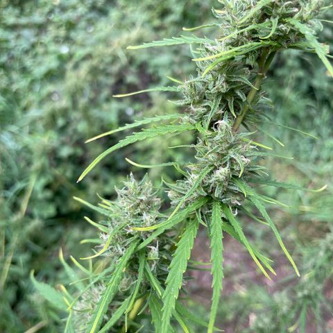 3??? growlog timeline photo
