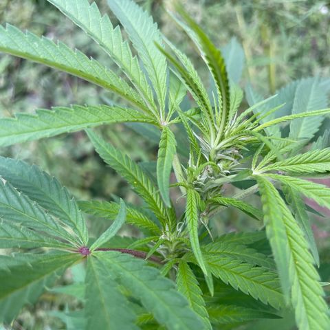 3??? growlog timeline photo