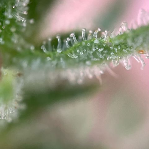 3??? growlog timeline photo