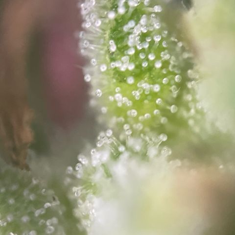 Lemon o grape growlog timeline photo