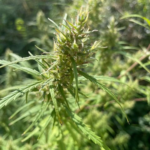 Lemon o grape growlog timeline photo
