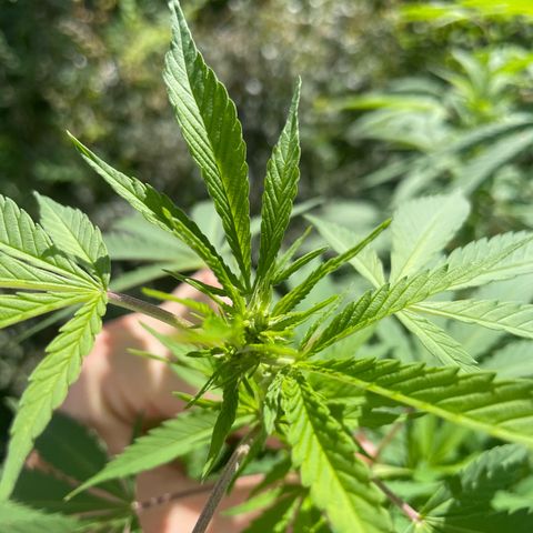 Gorilla #1 growlog timeline photo