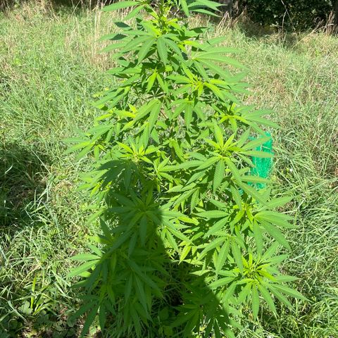 Gorilla Kreuz growlog timeline photo