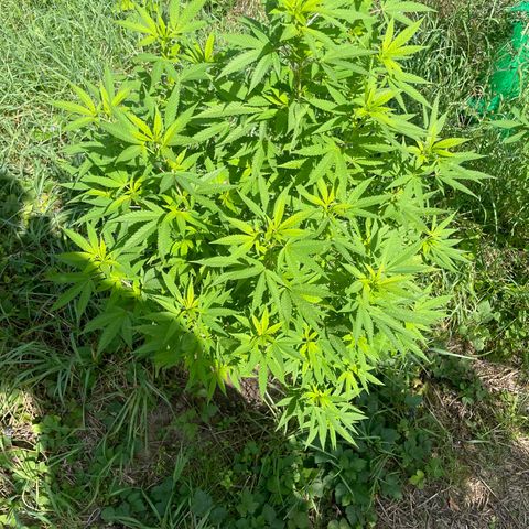 Gorilla #2 growlog timeline photo