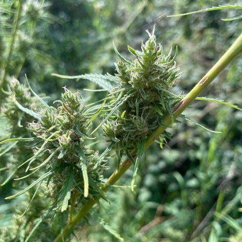 3??? growlog timeline photo