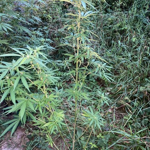 3??? growlog timeline photo