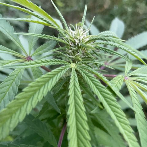 3??? growlog timeline photo