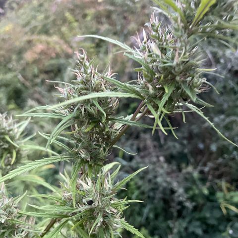 Lemon o grape growlog timeline photo