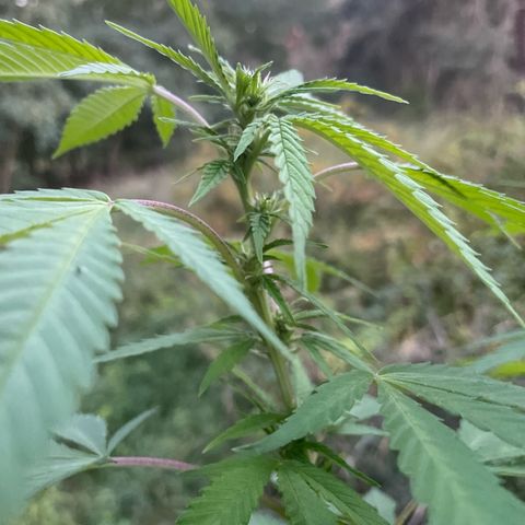 Gorilla #1 growlog timeline photo