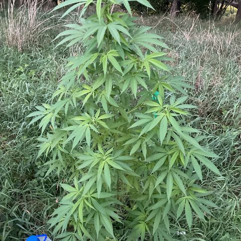 Gorilla Kreuz growlog timeline photo