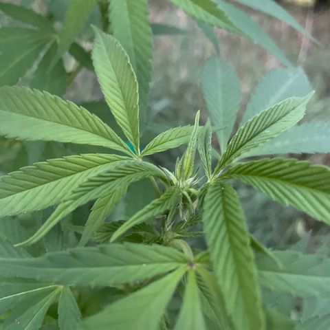 Gorilla Kreuz growlog timeline photo