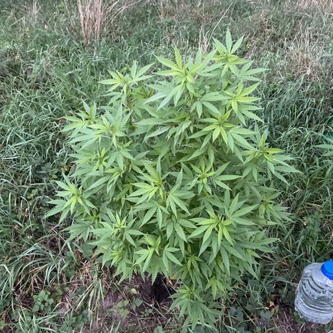 Gorilla #2 growlog timeline photo