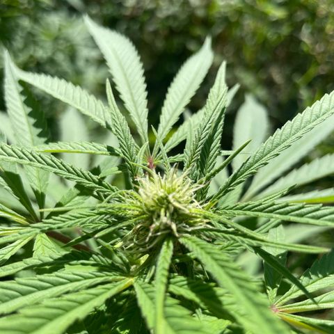 3??? growlog timeline photo