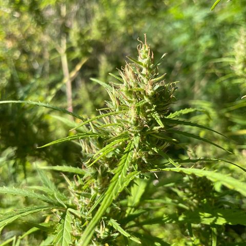 Lemon o grape growlog timeline photo