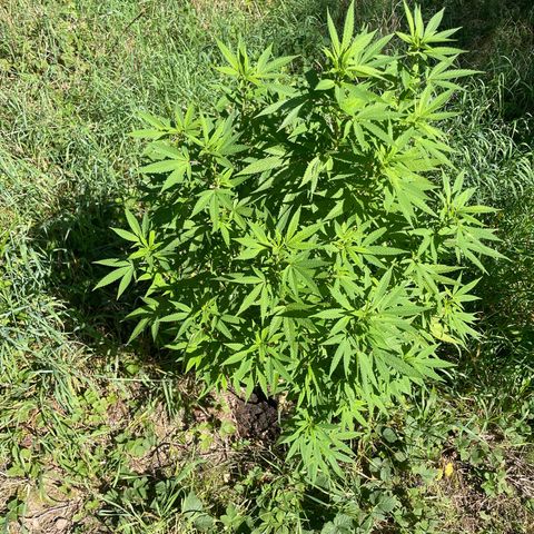 Gorilla #2 growlog timeline photo