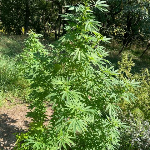 Gorilla #1 growlog timeline photo