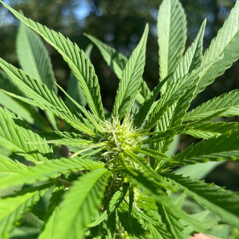 Gorilla #1 growlog timeline photo