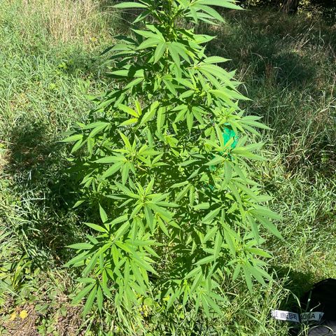 Gorilla Kreuz growlog timeline photo