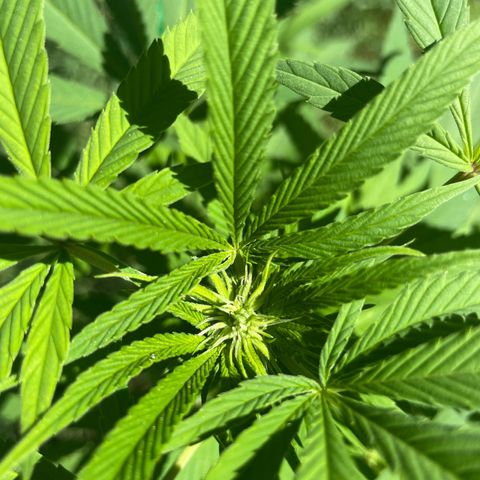 Gorilla Kreuz growlog timeline photo