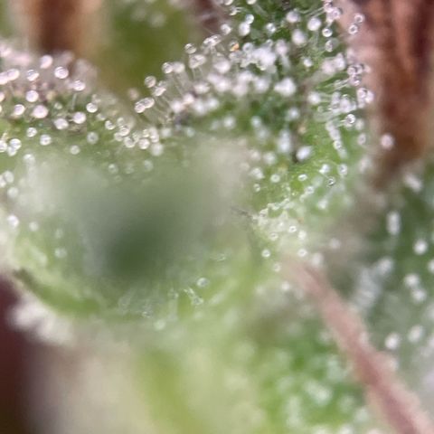 Lemon o grape growlog timeline photo
