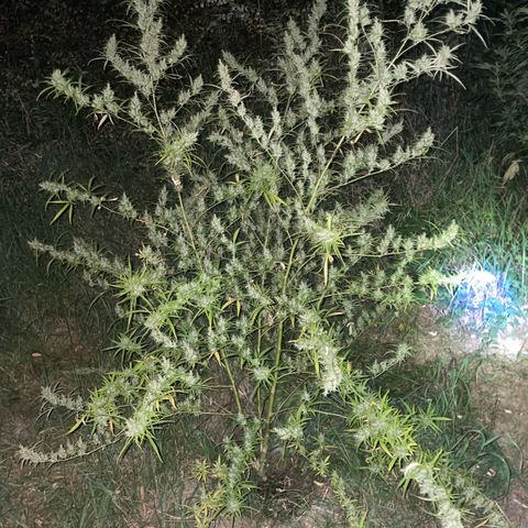 Lemon o grape growlog timeline photo